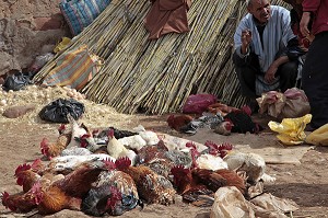 VENDEUR D'OEUFS ET DE VOLAILLES SUR LE MARCHE BERBERE DE TAHANAOUTE, AL HAOUZ, MAROC 