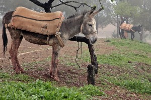 ANES DESTINES AUX RANDONNEES ET AU JEU DE POLO, TERRES D'AMANAR, TAHANAOUTE, AL HAOUZ, MAROC 