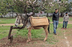 ANES DESTINES AUX RANDONNEES ET AU JEU DE POLO, TERRES D'AMANAR, TAHANAOUTE, AL HAOUZ, MAROC 