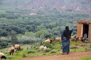 BERGERE ET SON TROUPEAU DE MOUTONS SUR LES COLLINES DE TERRES D'AMANAR, TAHANAOUTE, MAROC 