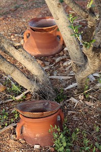 POTERIES PERMETTANT UN ARROSAGE ECONOMIQUE DES PLANTES PAR DIFFUSION, DOMAINE DE TERRES D’AMANAR, TAHANAOUTE, AL HAOUZ, MAROC 