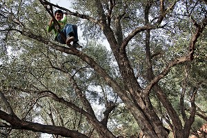 ENFANT JOUANT DANS UN CHAMP D'OLIVIERS, IGLI, AL HAOUZ, MAROC 