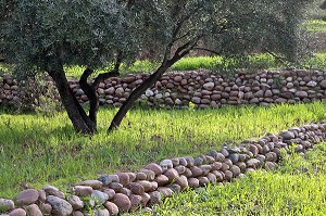 MUR DE SOUTENEMENT, OLIVERAIE DU VILLAGE DE IGLI, TERRES D'AMANAR, AL HAOUZ, MAROC 