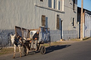 HOMME ENDORMI DANS SA CHARETTE TIREE PAR SON ANE, QUARTIER DES ANCIENS ABATTOIRS DE LA VILLE, CASABLANCA, MAROC, AFRIQUE 