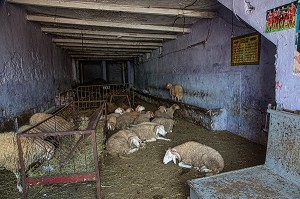MOUTONS A VENDRE DANS LES ANCIENS ABATTOIRS DE CASABLANCA, MAROC, AFRIQUE 