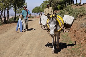 CHARGEMENT DE PARPAINGS SUR UN ANE, TAHANAOUTE, MAROC 