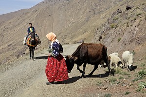 PAYSANNE AVEC SA VACHE ET SES MOUTONS ET UN ENFANT SUR SON ANE DANS LA MONTAGNE, PRES DU VILLAGE BERBERE DE TINGHOURINE, PARC NATIONAL DU TOUBKAL, HAUT-ATLAS, MAROC 