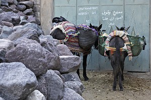 ANES DEVANT UN STATIONNEMENT INTERDIT, HAUT-ATLAS, MAROC 