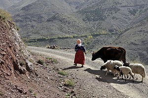 PAYSANNE AVEC SA VACHE ET SES MOUTONS, HAUT-ATLAS, MAROC 