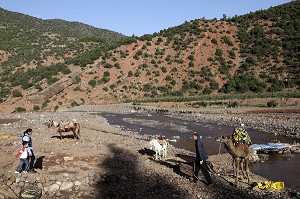 ANES ET DROMADAIRE AU BORD DE LA RIVIERE, PRES DU VILLAGE BERBERE D'ASNI, AU PIED DU PARC NATIONAL DU TOUBKAL, HAUT-ATLAS, MAROC 