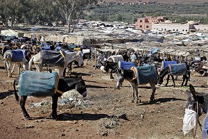 PARKING DES ANES, MARCHE BERBERE DE TAHANAOUTE, MAROC 