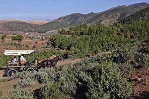 PROMENADE EN CALECHE, DOMAINE DE TERRES D’AMANAR, TAHANAOUTE, AL HAOUZ, MAROC 