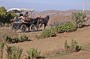 PROMENADE EN CALECHE, DOMAINE DE TERRES D’AMANAR, TAHANAOUTE, AL HAOUZ, MAROC 