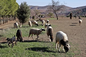 BERGER ET SES MOUTONS SUR LE DOMAINE DE TERRES D’AMANAR, TAHANAOUTE, AL HAOUZ, MAROC 