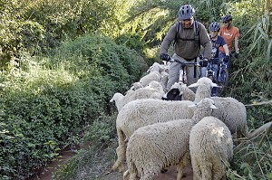 VVT AU MILIEU D'UN TROUPEAU DE MOUTONS, ACTIVITES VELO TOUT TERRAIN, VTT EN PAYS BERBERE AUTOUR DE TAHANAOUTE, DOMAINE DE TERRES D'AMANAR, AL HAOUZ, MAROC 