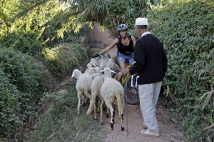 VVT AU MILIEU D'UN TROUPEAU DE MOUTONS, ACTIVITES VELO TOUT TERRAIN, VTT EN PAYS BERBERE AUTOUR DE TAHANAOUTE, DOMAINE DE TERRES D'AMANAR, AL HAOUZ, MAROC 