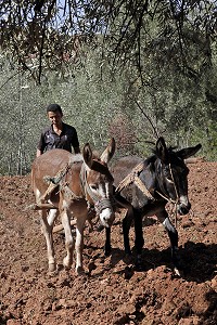 LABOURAGE AVEC UNE CHARRUE ET DES ANES, AL HAOUZ, MAROC 