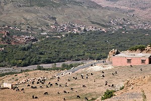 AGRICULTURE, ELEVAGE DE CHEVRES, HAUT-ATLAS, MAROC 