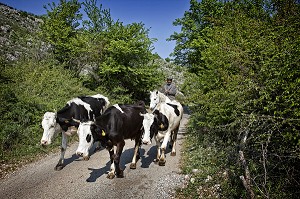 FERMIER SUR SON CHEVAL AVEC SON TROUPEAU DE VACHES, ARRIERE PAYS AUTOUR DU LAC SKADAR (SKADARSKO JEZERO), MONTENEGRO, EUROPE 