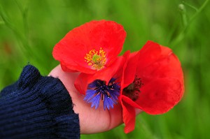 CUISINE ET JARDINS DE VALLOIRES, SOMME, FRANCE 