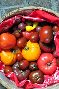 LA TOMATE, LEGUME FRUIT D'ETE 