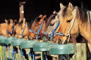 CHEVAL DE RACE HENSON, MARQUENTERRE, FRANCE 