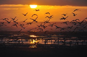 PLAGES DE LA BAIE DE SOMME, FRANCE 
