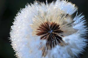 PORTRAITS DE FLEURS DANS LA NATURE 