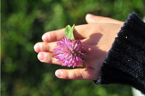PORTRAITS DE FLEURS DANS LA NATURE 
