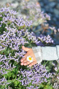 FLORE DE LA BAIE DE SOMME, FRANCE 