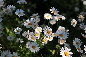 FLORE DE LA BAIE DE SOMME, FRANCE 