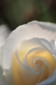 FLORE DE LA BAIE DE SOMME, FRANCE 