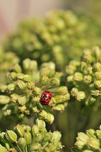 FAUNE DE LA BAIE DE SOMME, FRANCE 