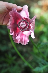 FLORE DE LA BAIE DE SOMME, FRANCE 