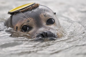 FAUNE DE LA BAIE DE SOMME, FRANCE 