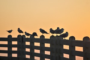 FAUNE DE LA BAIE DE SOMME, FRANCE 