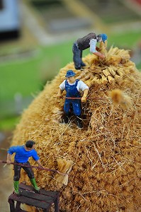 AGRICULTURE, BAIE DE SOMME, FRANCE 