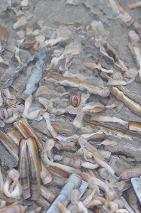 PRODUITS DE LA MER, BAIE DE SOMME, FRANCE 