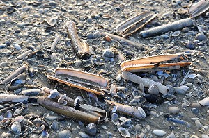 PRODUITS DE LA MER, BAIE DE SOMME, FRANCE 