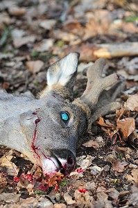 CHASSE DANS LA SOMME, FRANCE 