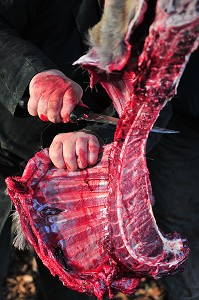 CHASSE DANS LA SOMME, FRANCE 