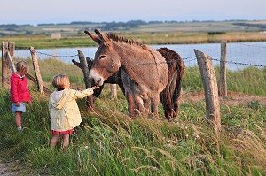 ELEVAGE AGRICOLE DANS LA SOMME, FRANCE 