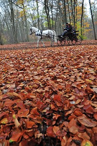 FORET DE CHANTILLY, OISE, FRANCE 