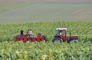 VIGNE ET VIN DE CHAMPAGNE, PICARDIE, FRANCE 