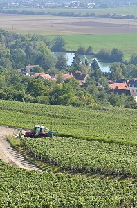 VIGNE ET VIN DE CHAMPAGNE, PICARDIE, FRANCE 