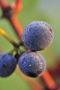 VIGNE ET VIN DE CHAMPAGNE, PICARDIE, FRANCE 