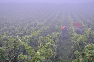 VIGNE ET VIN DE CHAMPAGNE, PICARDIE, FRANCE 