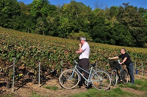 VIGNE ET VIN DE CHAMPAGNE, PICARDIE, FRANCE 