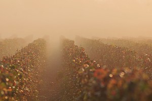 VIGNE ET VIN DE CHAMPAGNE, PICARDIE, FRANCE 