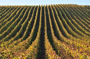 VIGNE ET VIN DE CHAMPAGNE, PICARDIE, FRANCE 